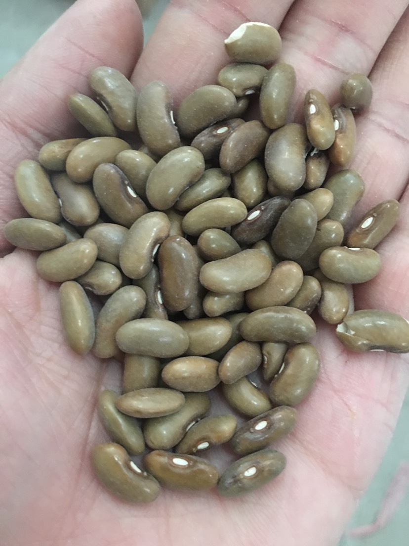 四季豆播种催芽有技巧种子优良反复浸泡温度适宜是关键