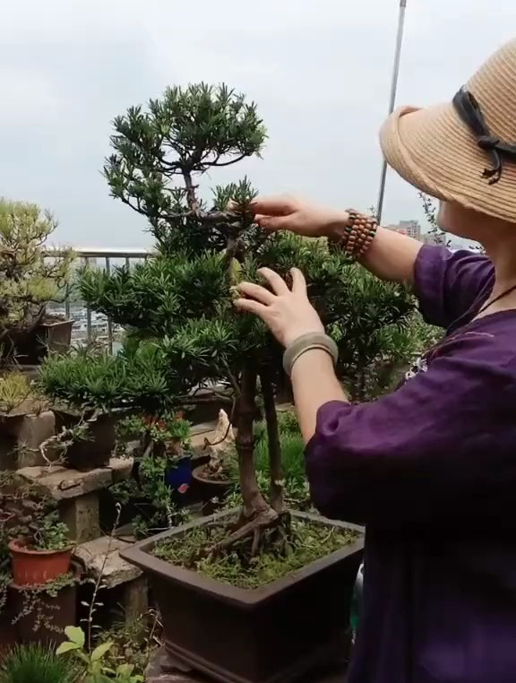 罗汉松秋季修剪取舍!