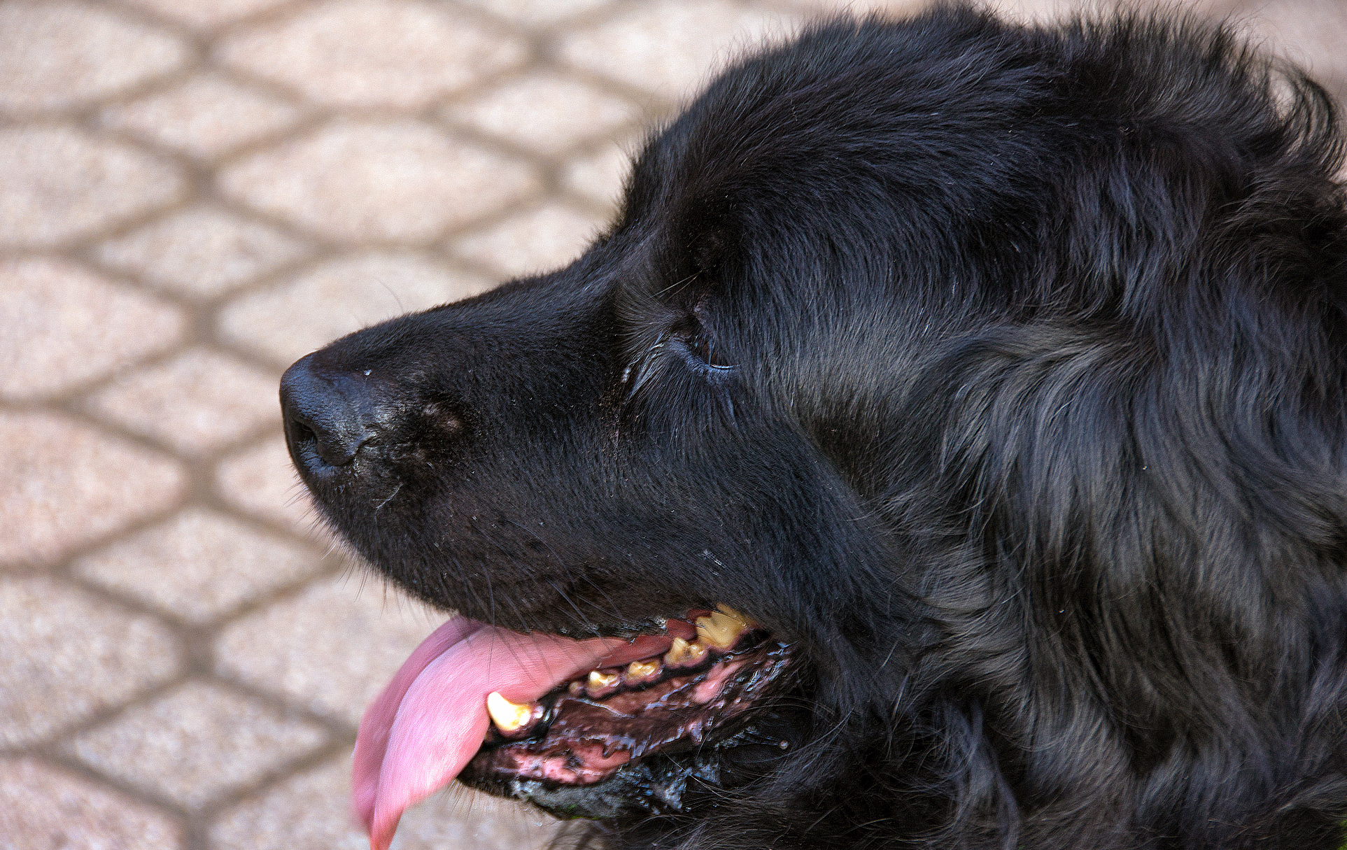 黑舌头的狗难养吗?老祖宗的6句挑狗口诀,都是古人的经验之谈