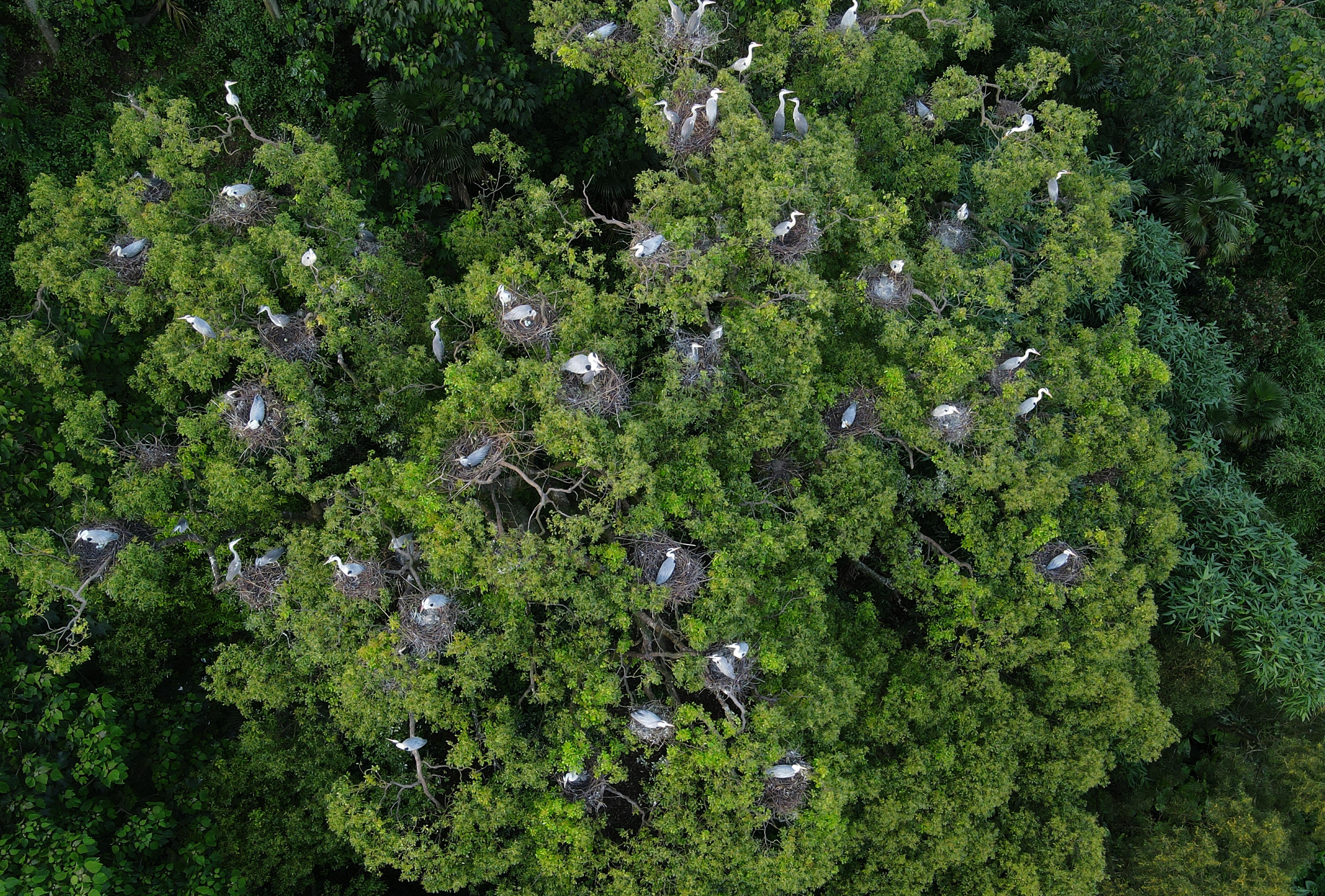 一个小渔村的"人鸟和谐"画卷(12)