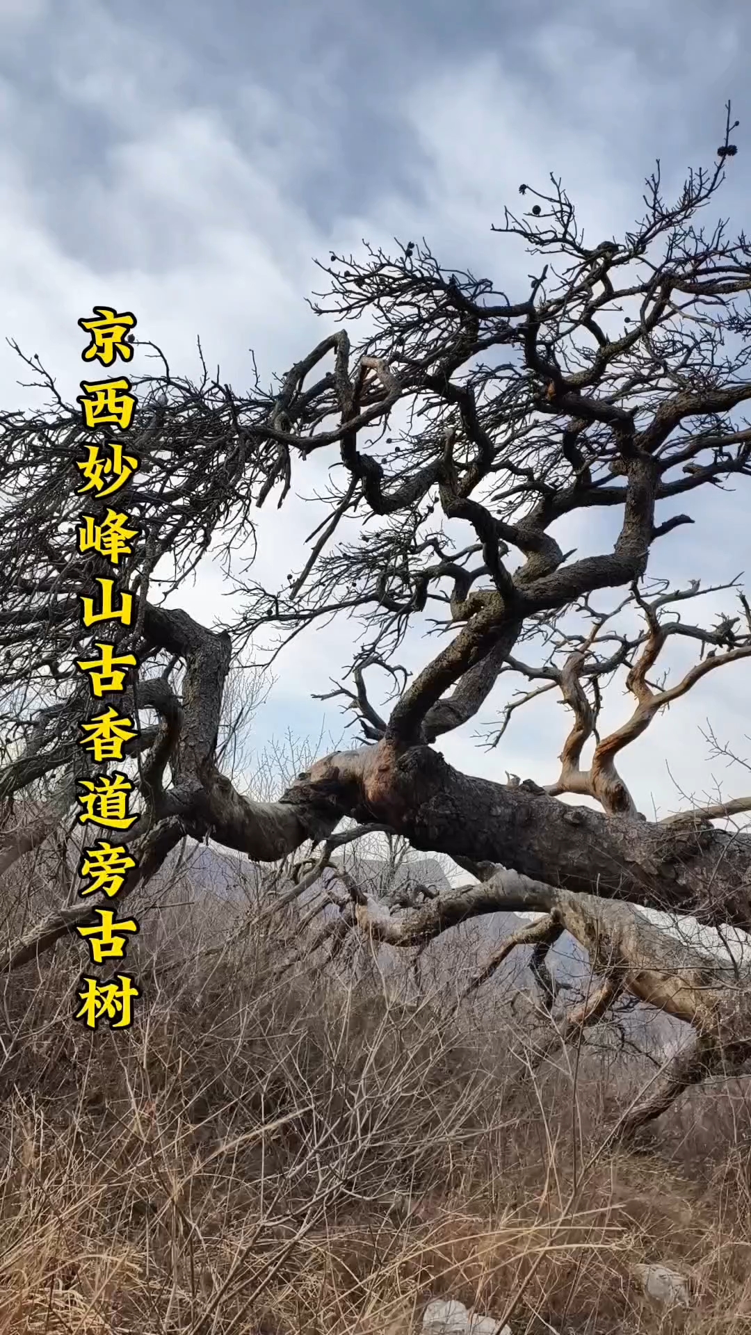 京西古香道旁边发现寺庙遗址和一个古油松,可惜已经枯萎了.