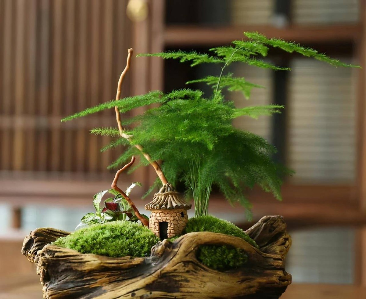 文竹盆景是这样养出的,枝叶小巧玲珑,株型挺拔似云片,观赏性高