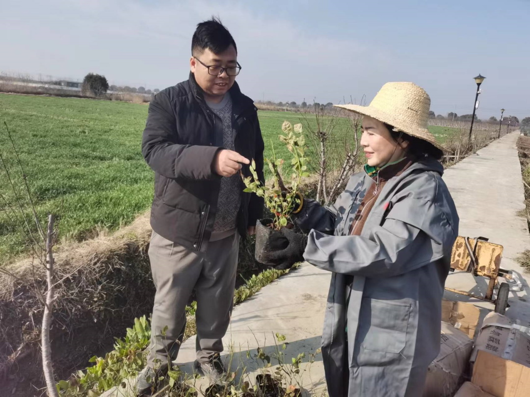 興化市大垛鎮:藍莓園裡栽植忙