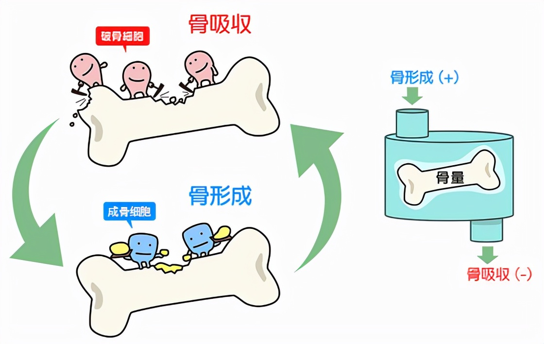 骨桥形成图片