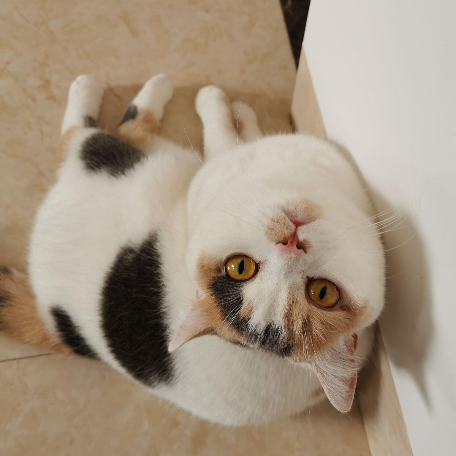 田园三花猫,果真是"宝藏猫咪",养过的人都说好!