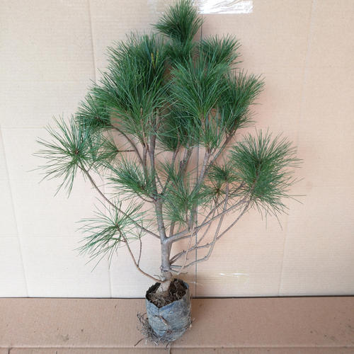 秋季移栽的小松树苗,第二年如何管理?