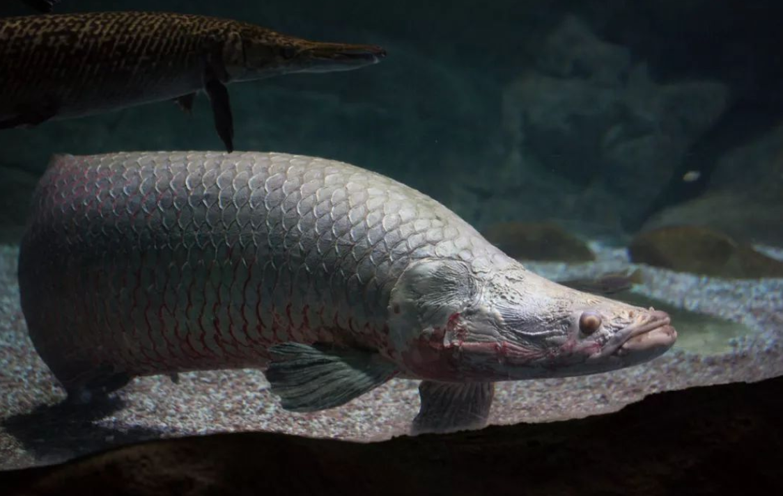 巨骨舌鱼为什么没人养?