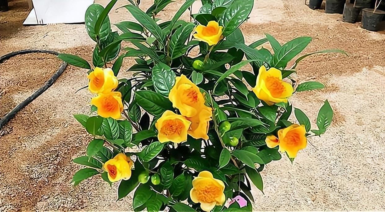 "植物大熊猫",有色有香,营养丰富,市场里比较少见,来观赏下