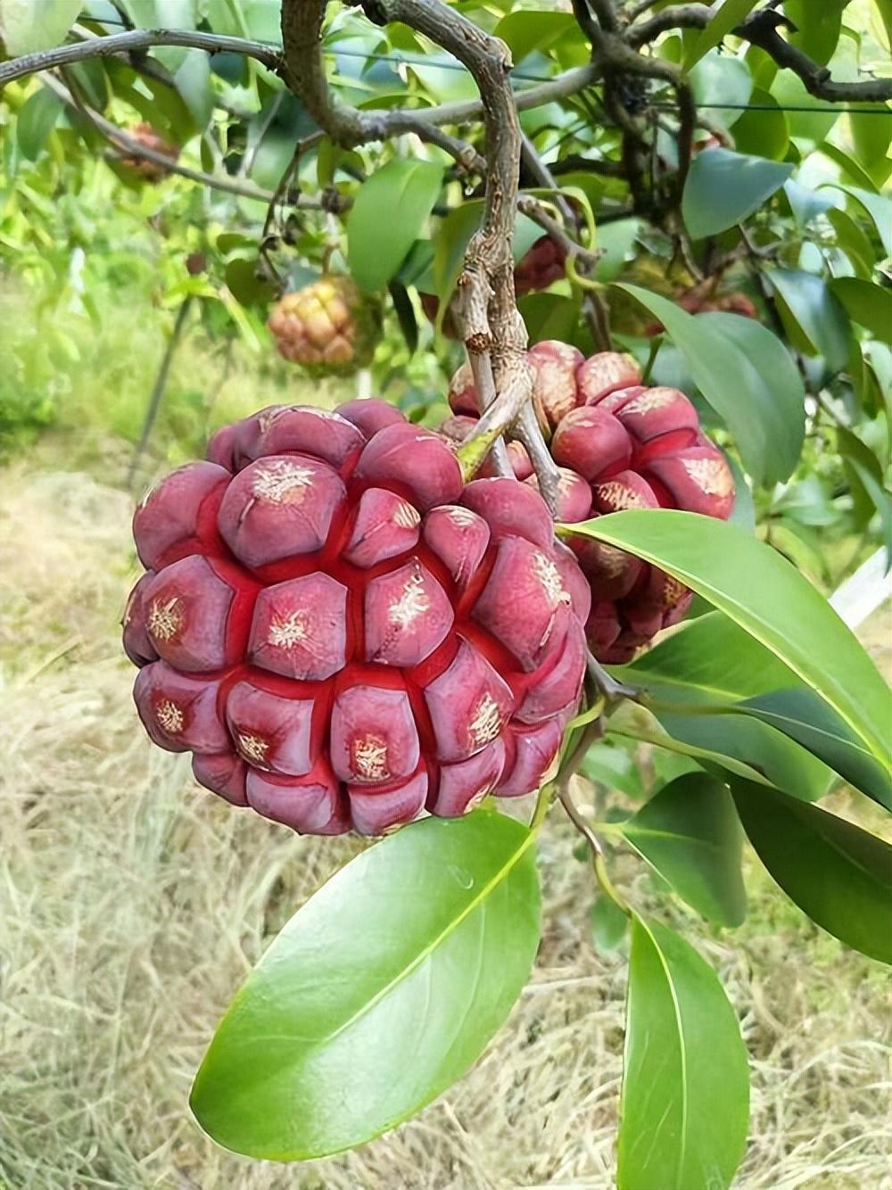 家里有院子的,就安排上这种果树,耐寒耐旱,营养美味,价钱高