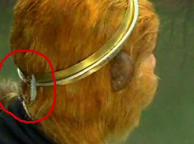 孙悟空成佛后,三根救命毫毛要不要还给观音?看观音对他说过什么