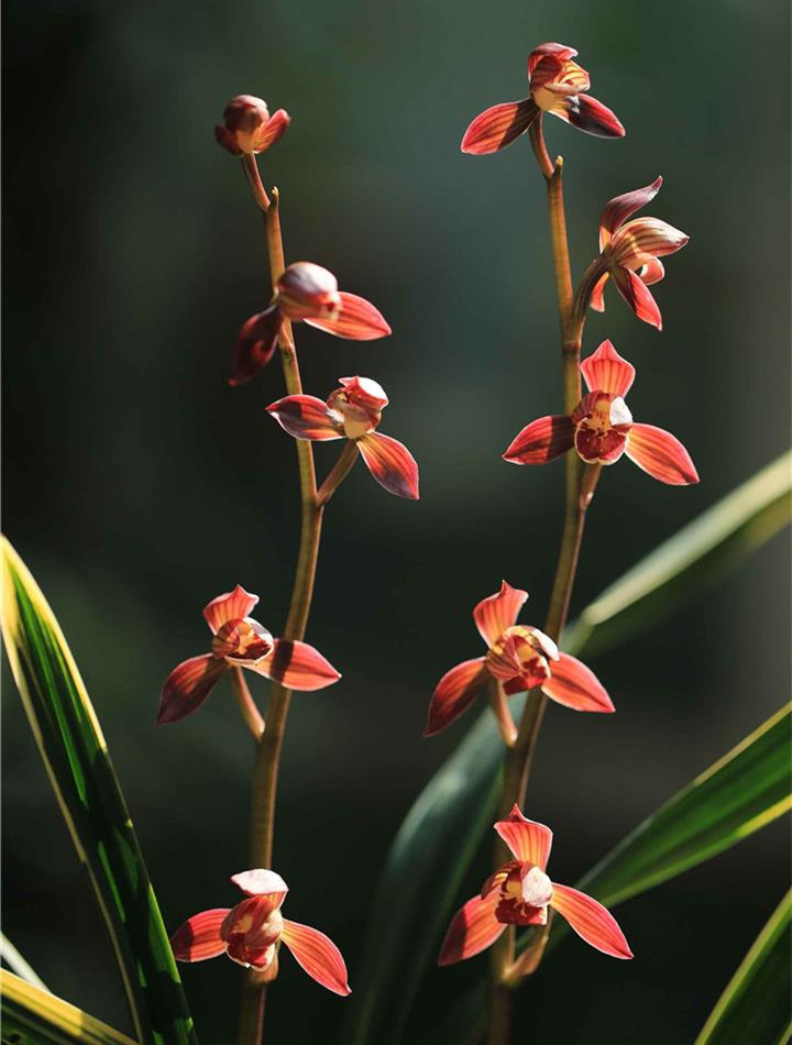 墨兰金边红神荷,艳而不俗,花香馥郁,大气上档次是艺兰中的极品