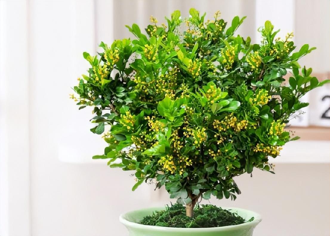 养盆米兰花,开完一茬又一茬,花瓣金黄色,四季都能开花