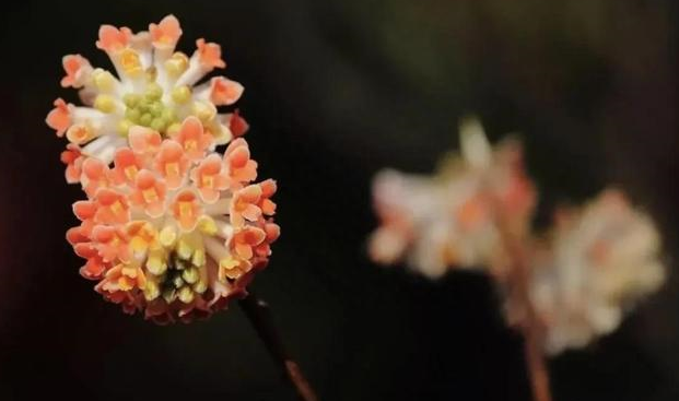 人称"金腰带"的结香树,枝条柔软可打"情结",花叶永不相见