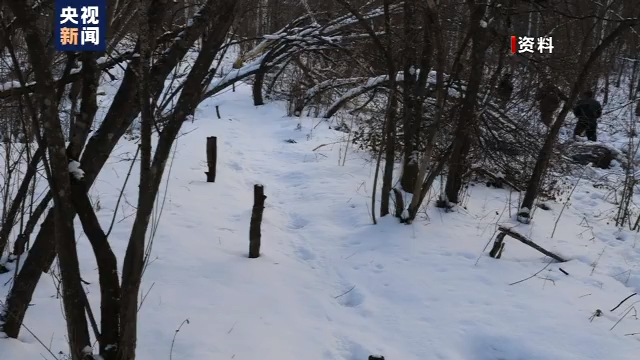 热点|胆颤心惊！小兴安岭首次找到东北虎吃熊证据，网友：不愧是万兽之王