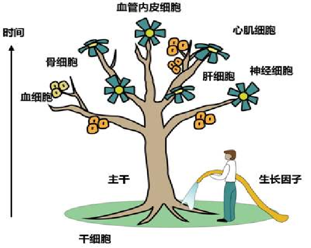 中国首部干细胞主题电影《不老奇事:干细胞实现「冻龄永生?