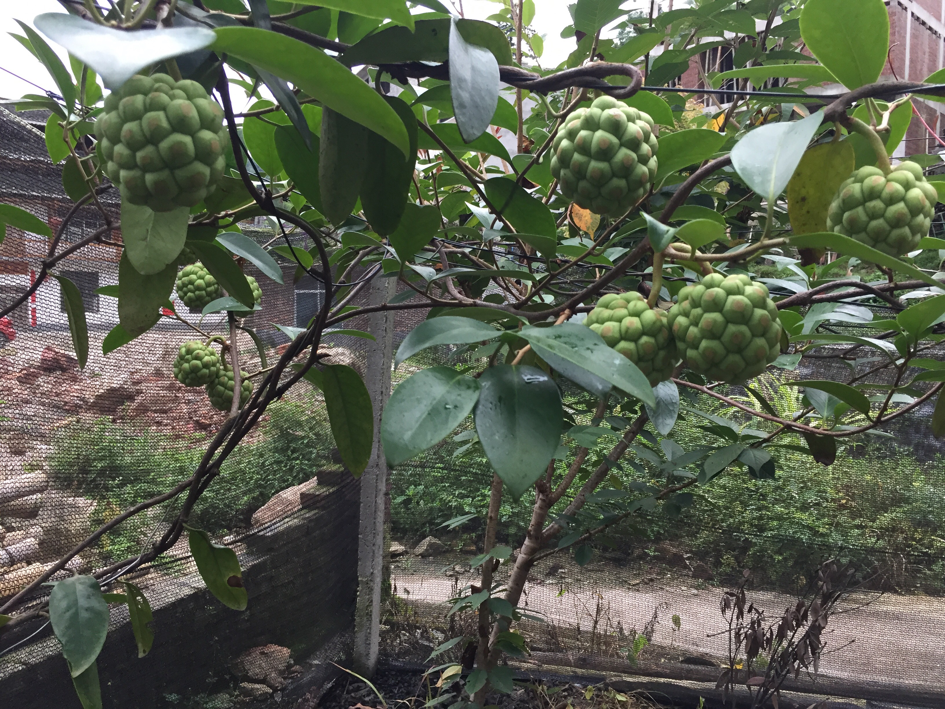 家中有院子的,就种上这种果树,耐寒耐旱,果子具有营养价值