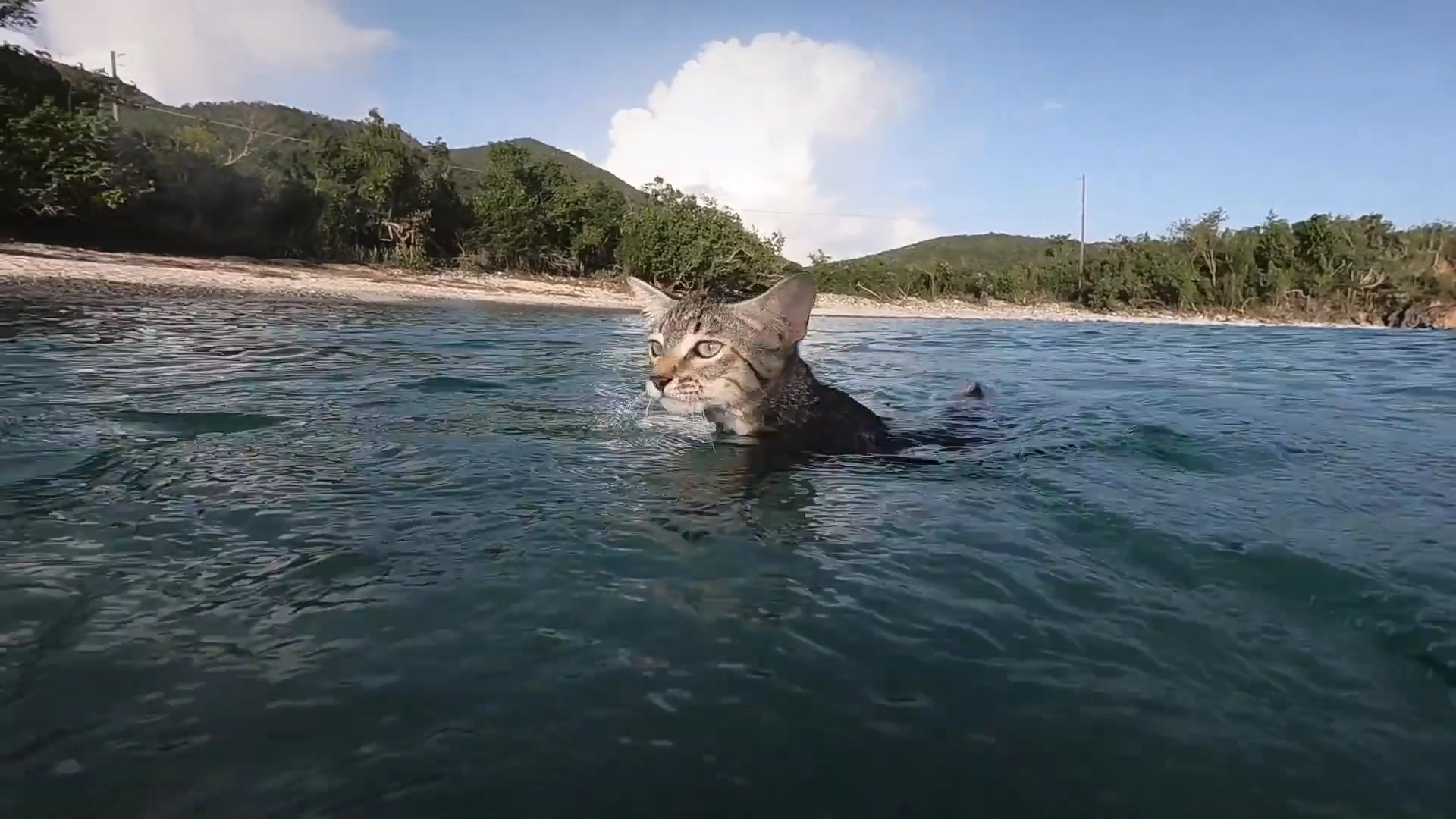 猫会游泳吗会淹死吗?为什么