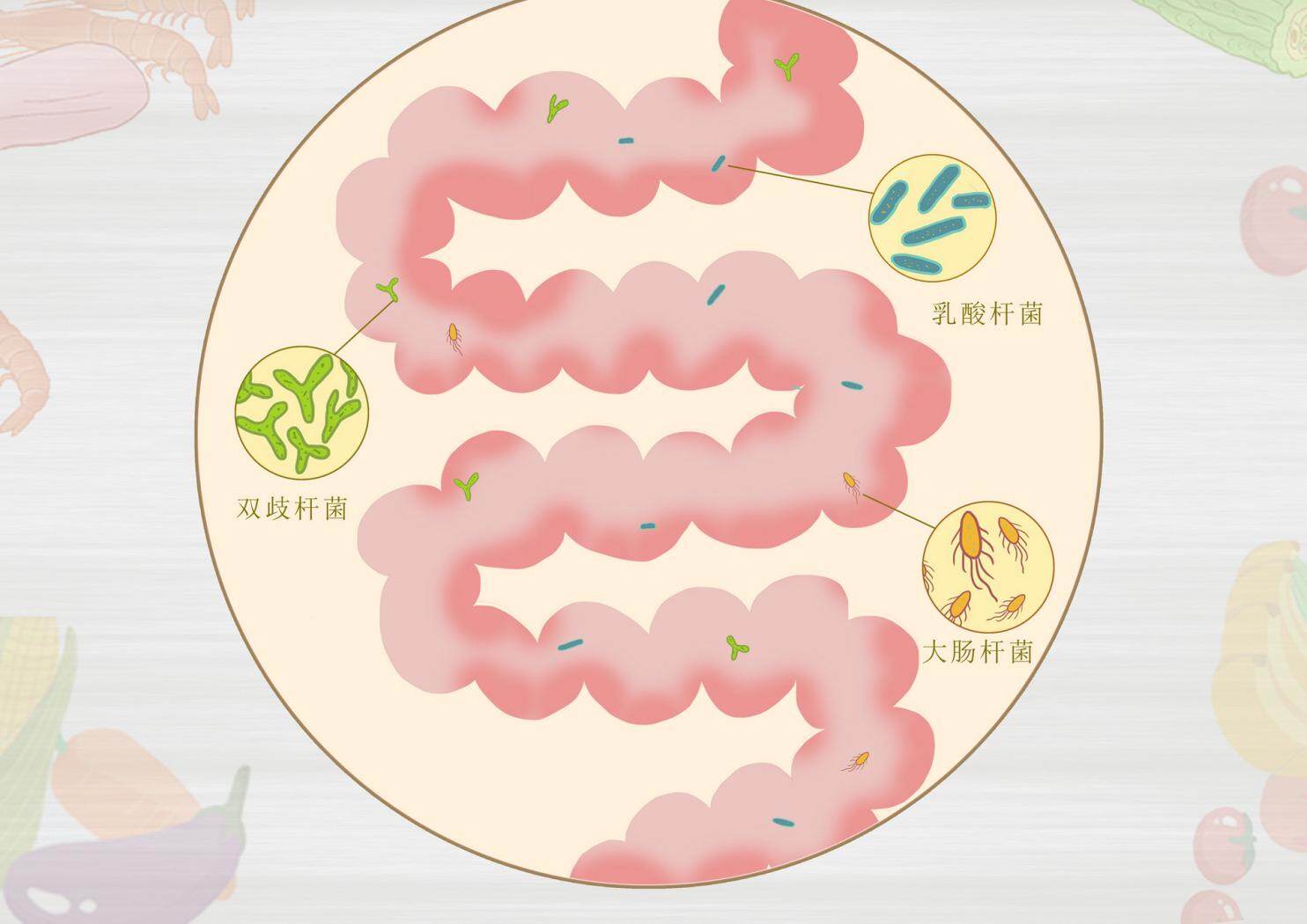 成人益生菌的作用与功效,多方位守护肠道健康