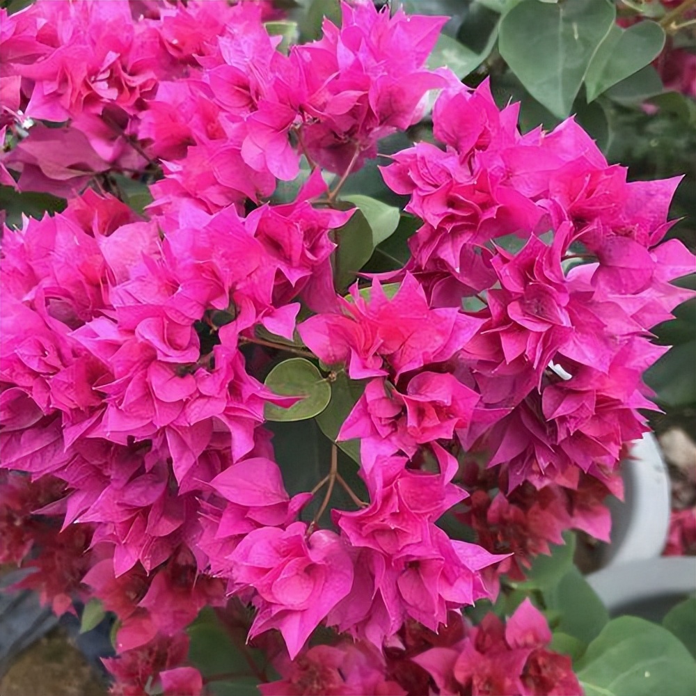 适合北方养的三角梅—绿叶玫红,颜值高,花期长,封闭阳台也能养