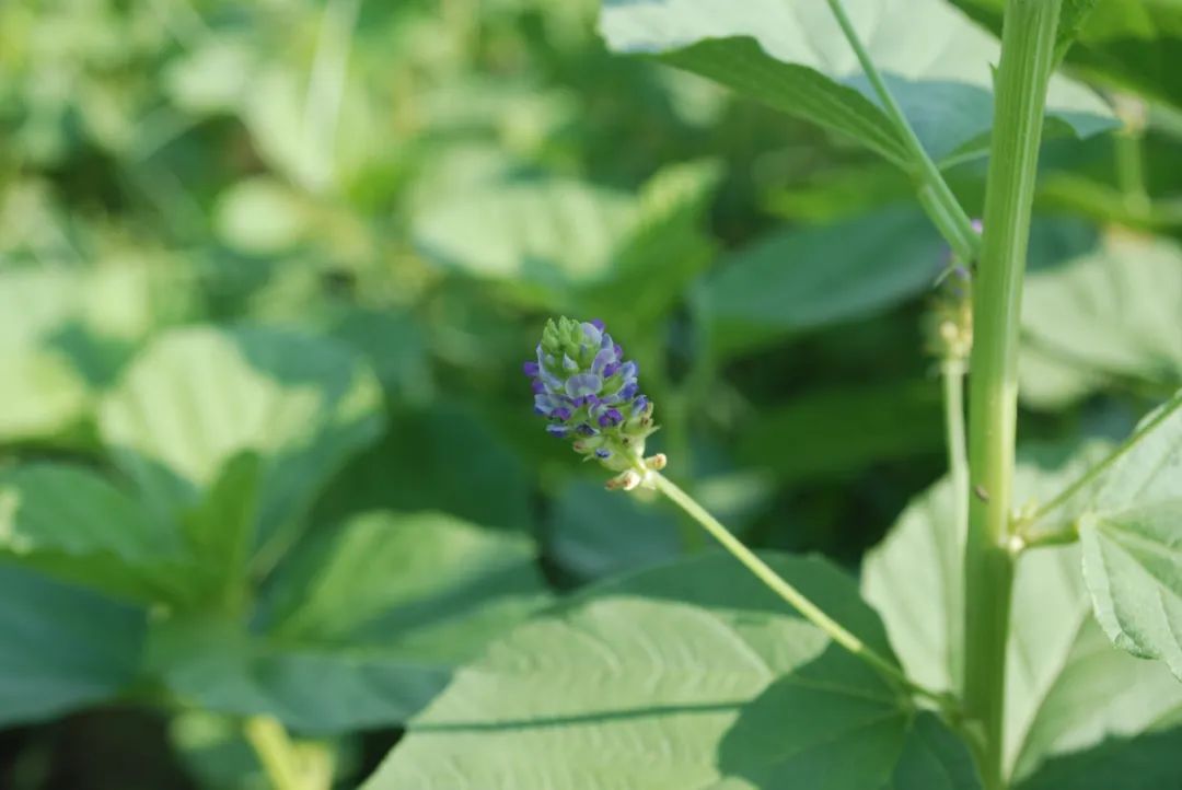 豆科植物——补骨脂