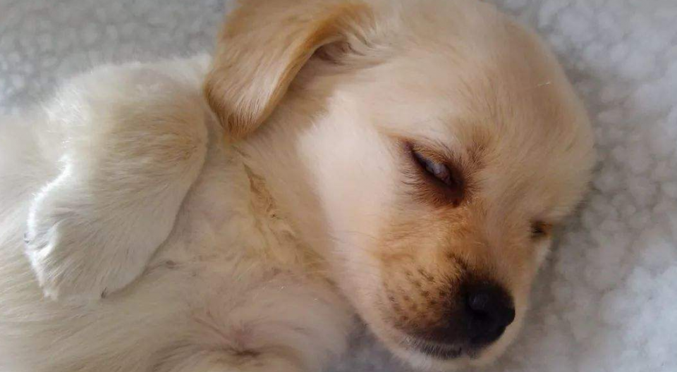 狗狗感冒的症状