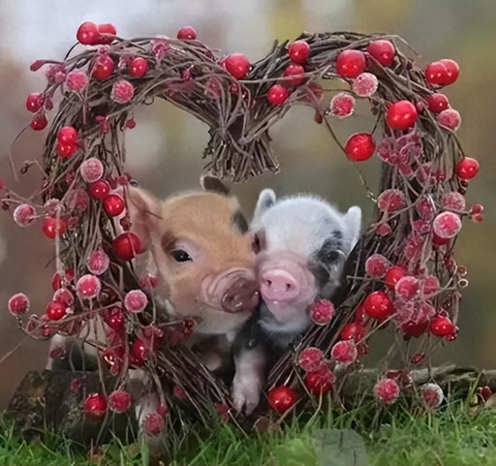 动物花式秀恩爱,搞笑又有深意