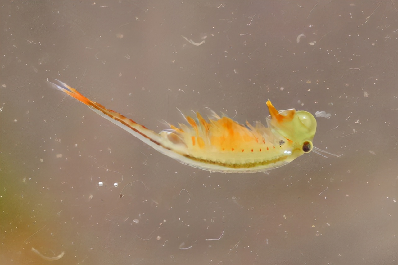 与恐龙同时代!江苏重现2亿多岁"仙女虾",即使沸水冰冻都不死