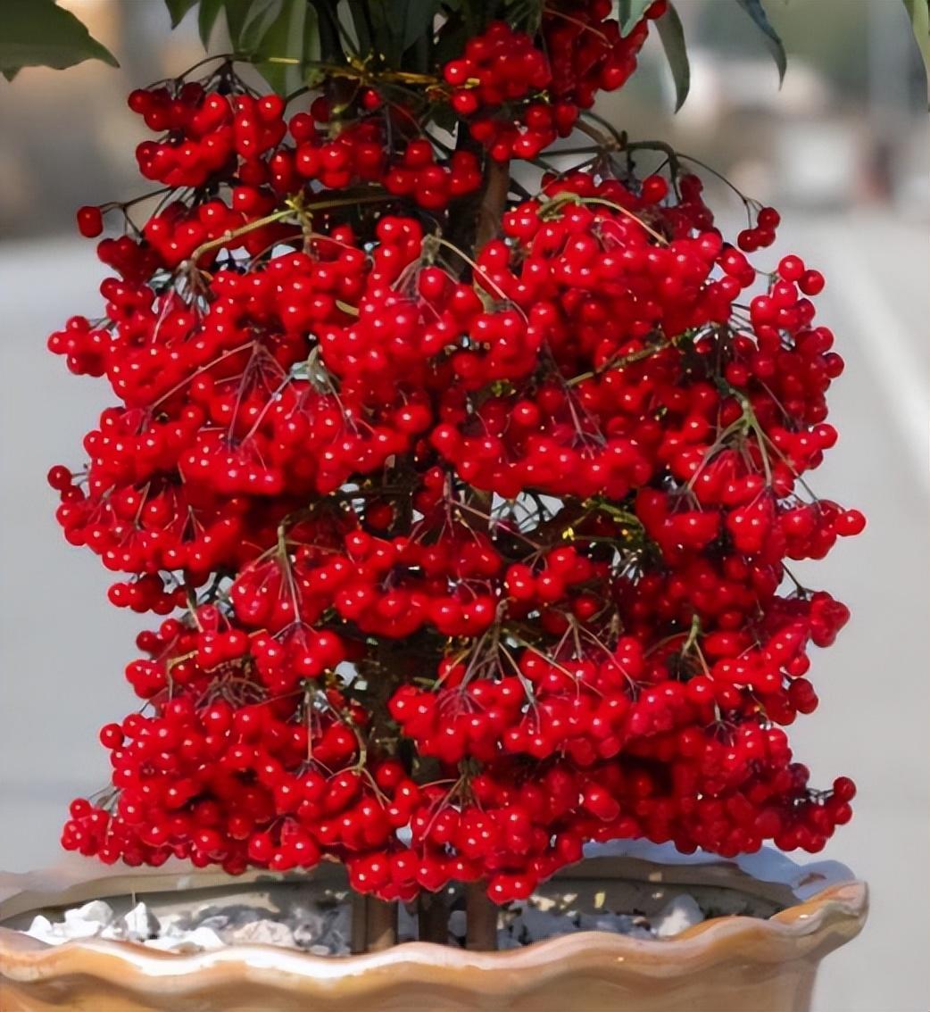 这种盆栽,红果挂满枝头,都叫它"富贵籽",摆在客厅很合适