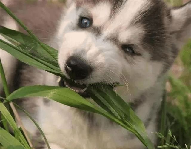 狗狗为什么会吃草?其中有6点原因!