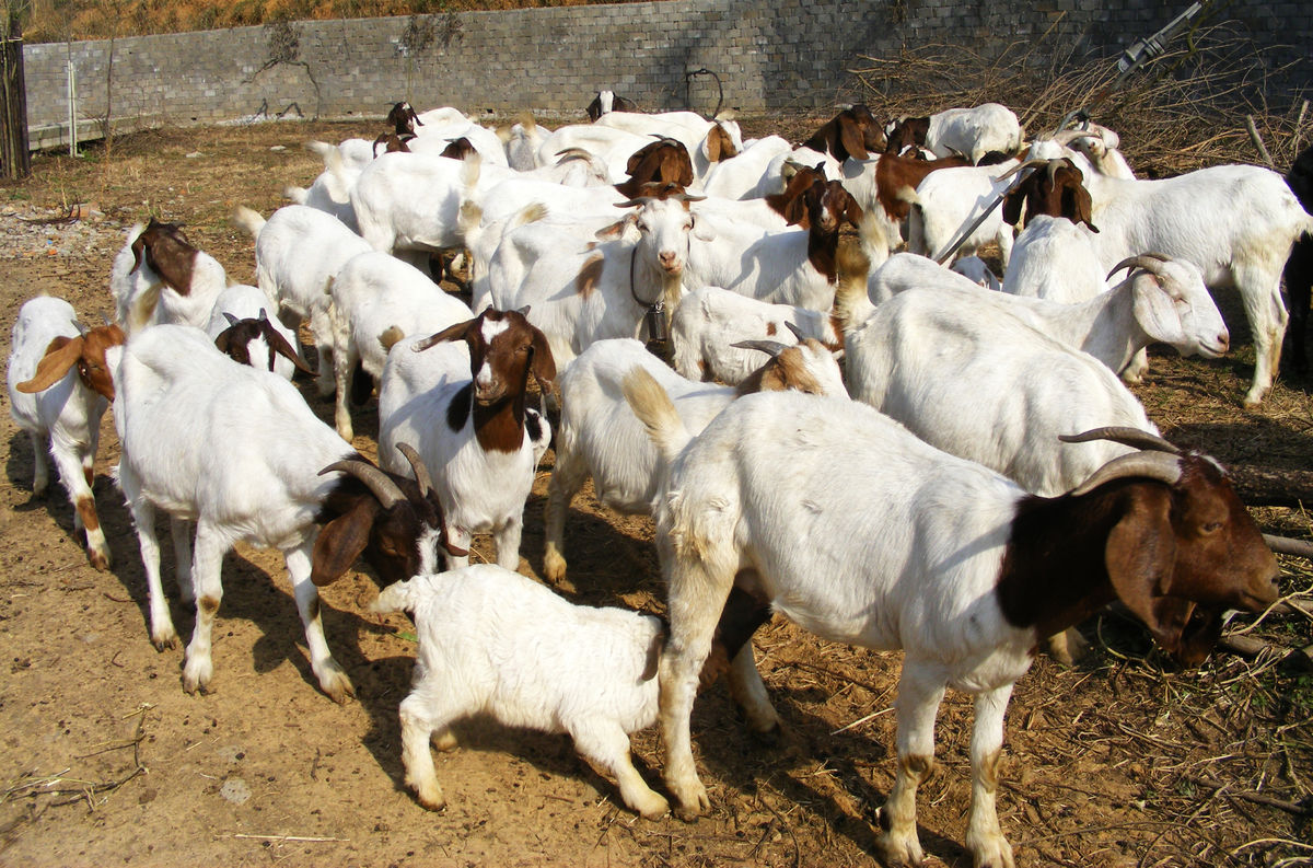 养羊人一定要掌握住这3点!