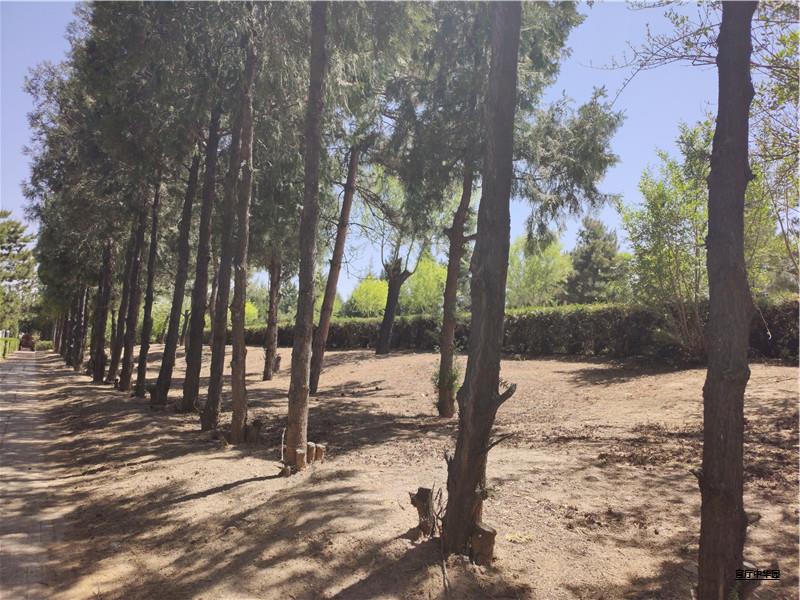 中华陵园树葬价格多少钱?