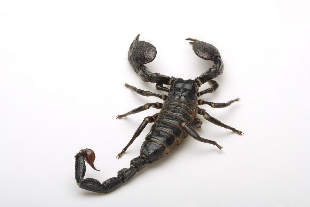 六亲不认的蝎子:小蝎子爬不到母亲的背上,就会被母蝎吃掉!