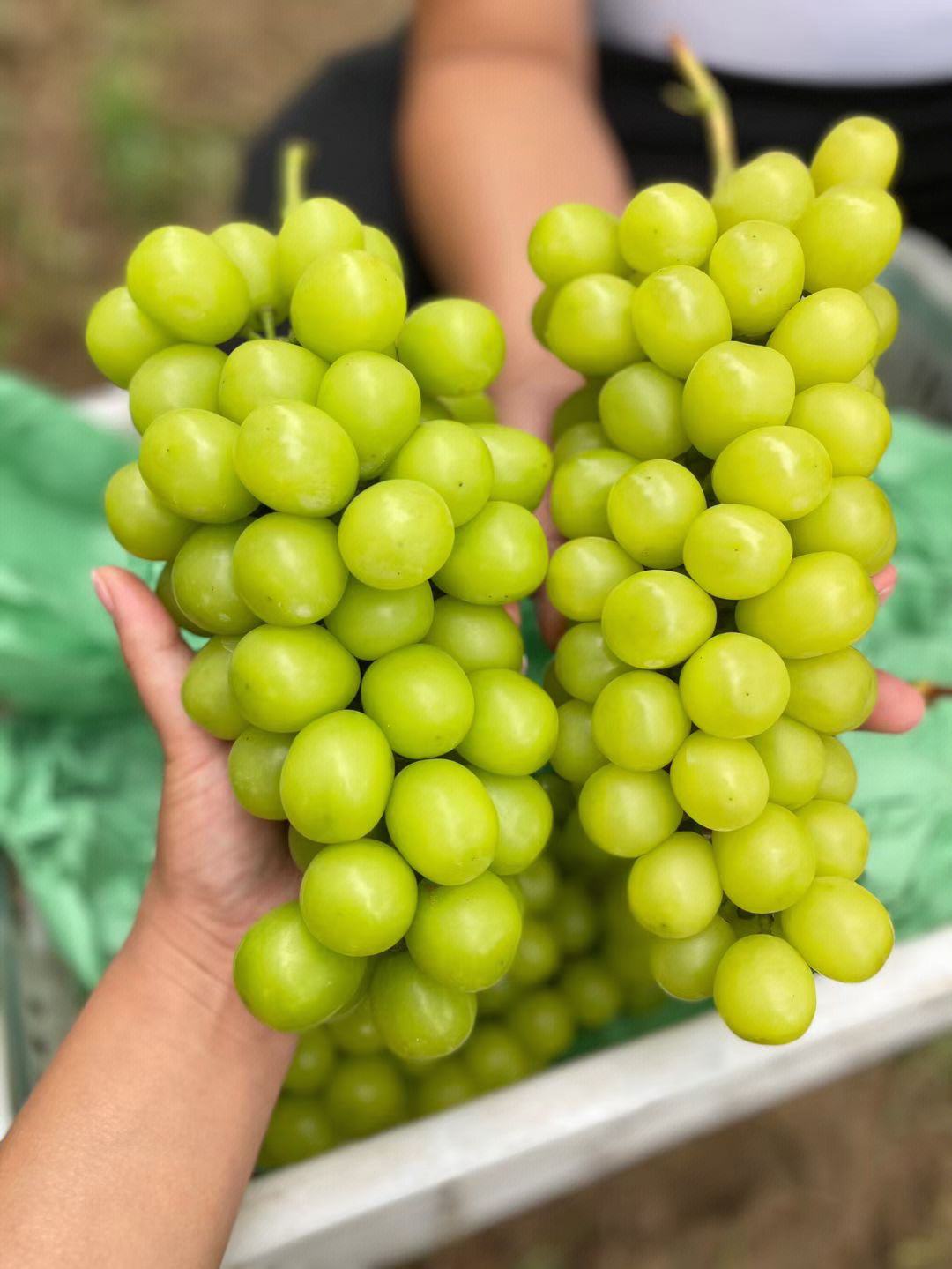 阳光玫瑰和晴王的区别