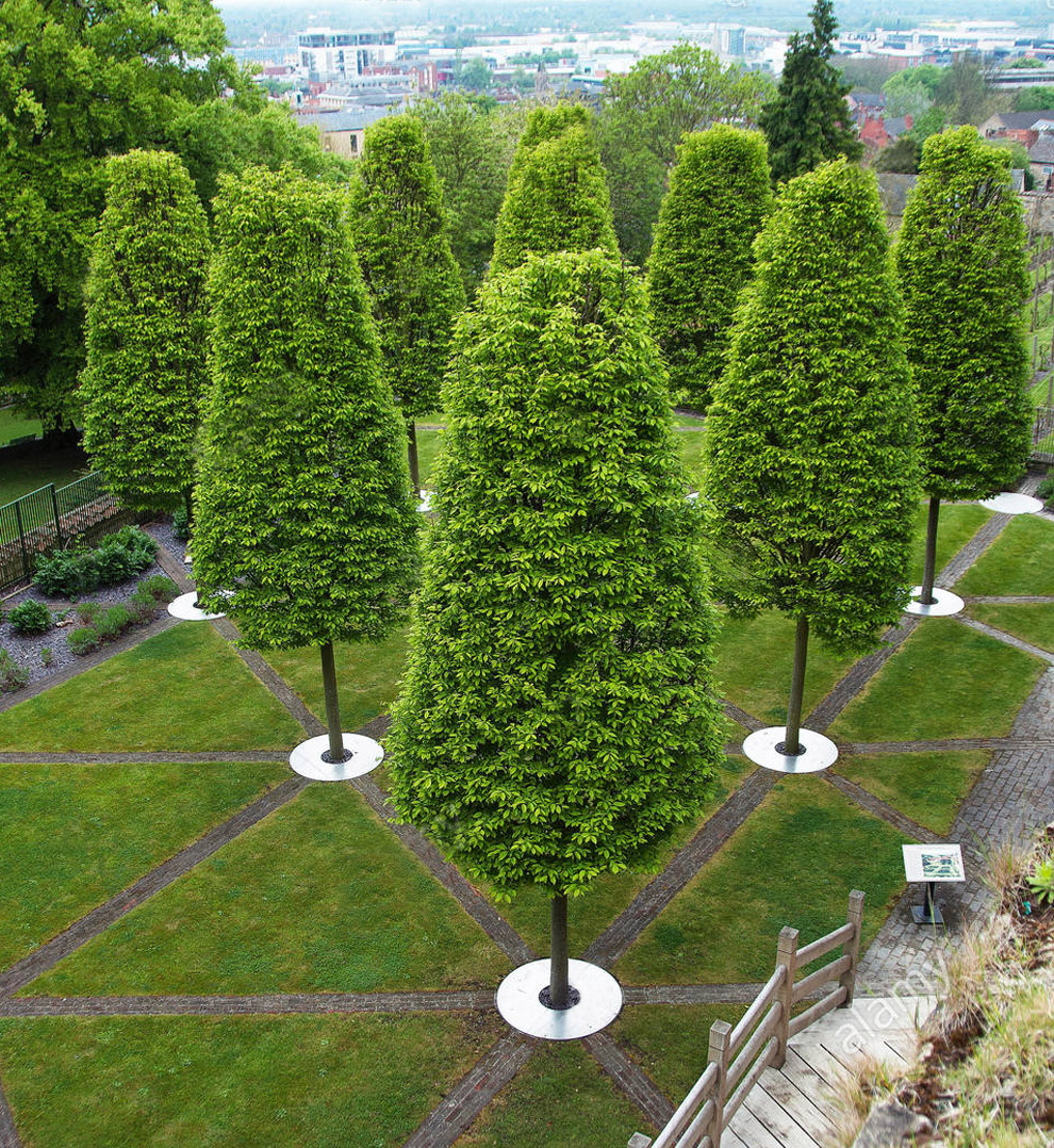 欧洲鹅耳枥——威武帅气得不像实力派!