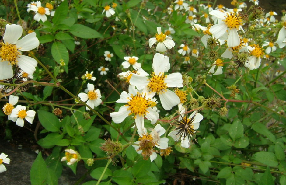 鬼针草,又叫粘人草,它有4个神奇作用,朋友要了解!
