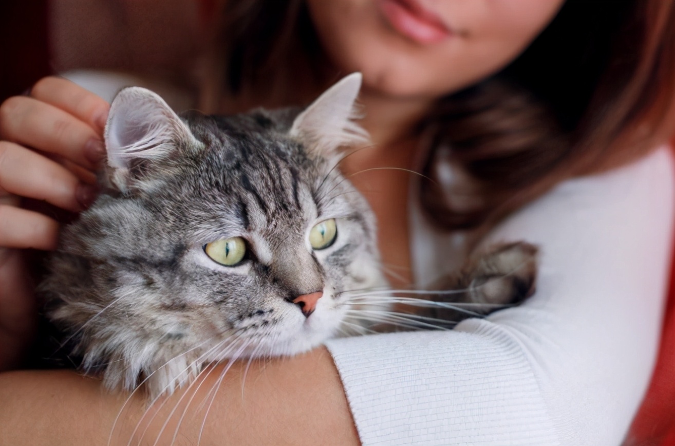 猫咪是个宝,养猫的好处,有人已经尝到甜头了