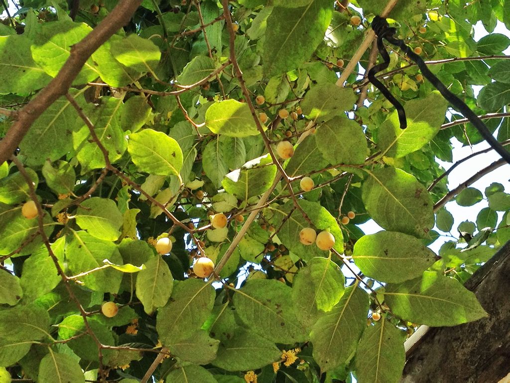 树上结小黄球的是什么树