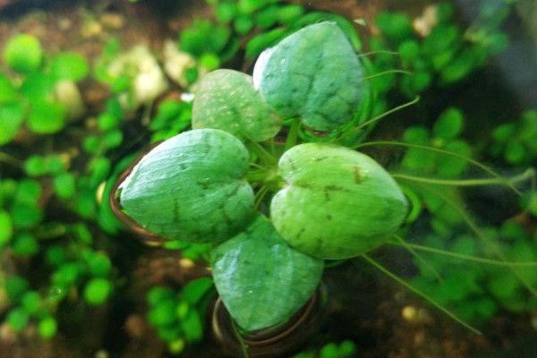 长日照植物