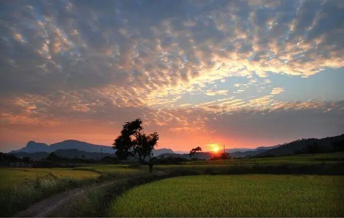 老姨作者杨大平