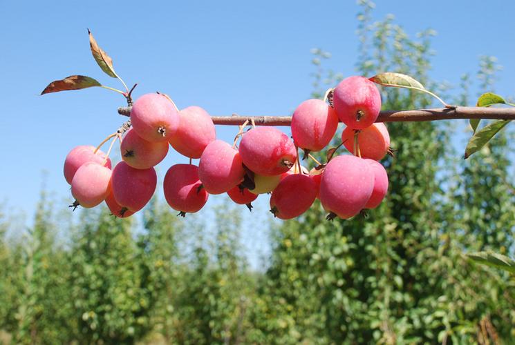 小苹果品种有哪些?