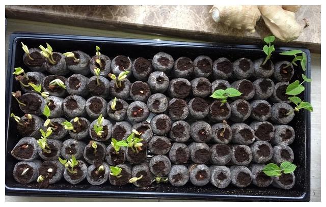 掌握蛇豆的催芽方法,种植时间,确保一播全苗