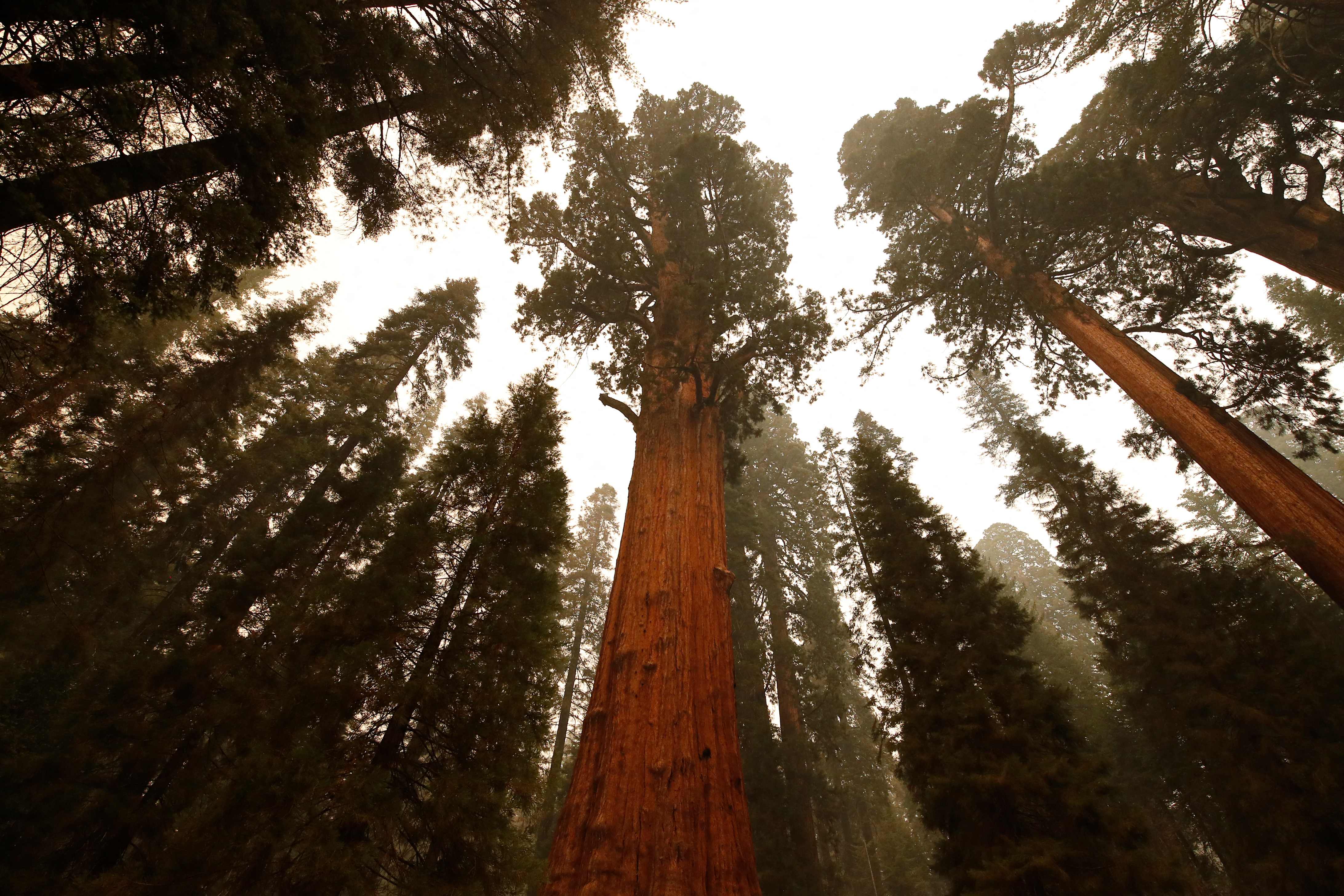 美国最大红杉树图片