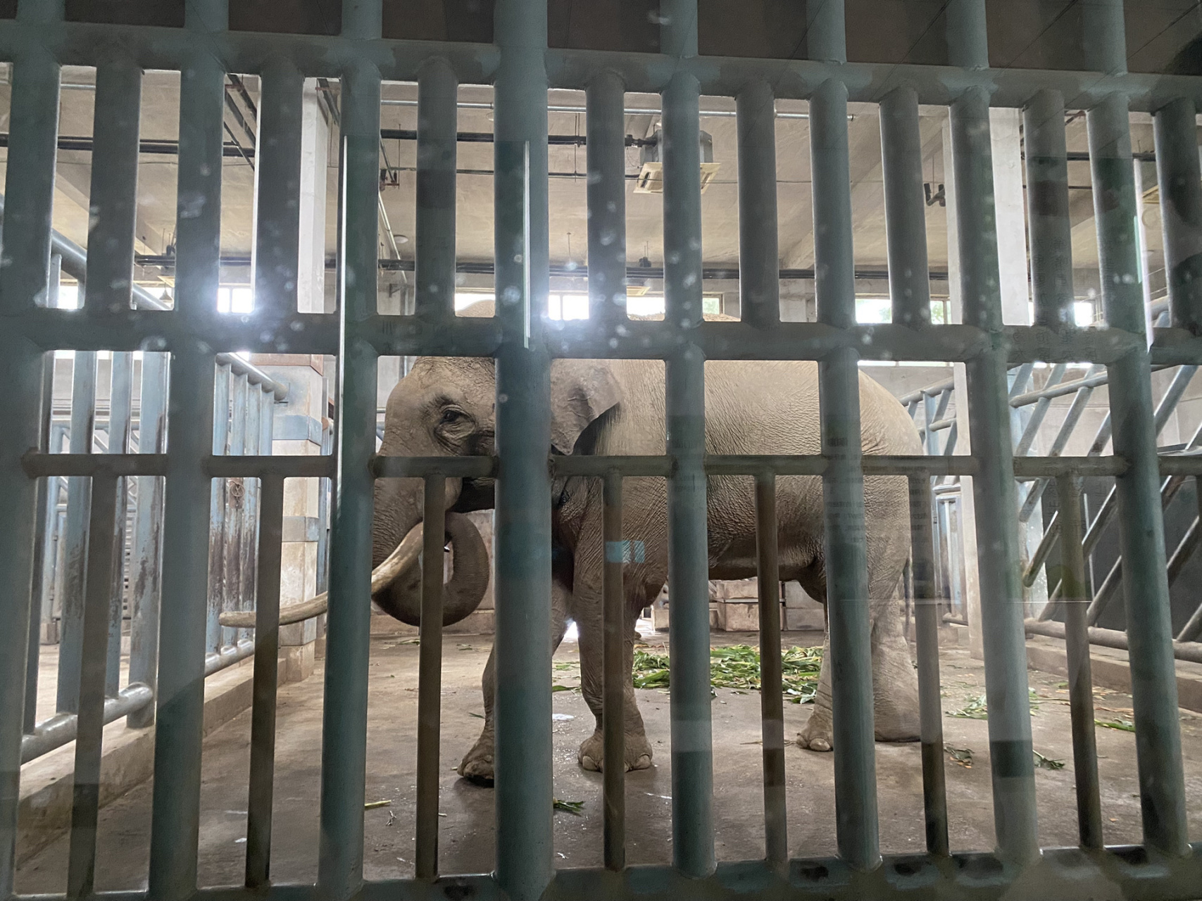 唐山動物園 我們是7月份去的唐山動物園,是免門票的,需要在微信公眾號