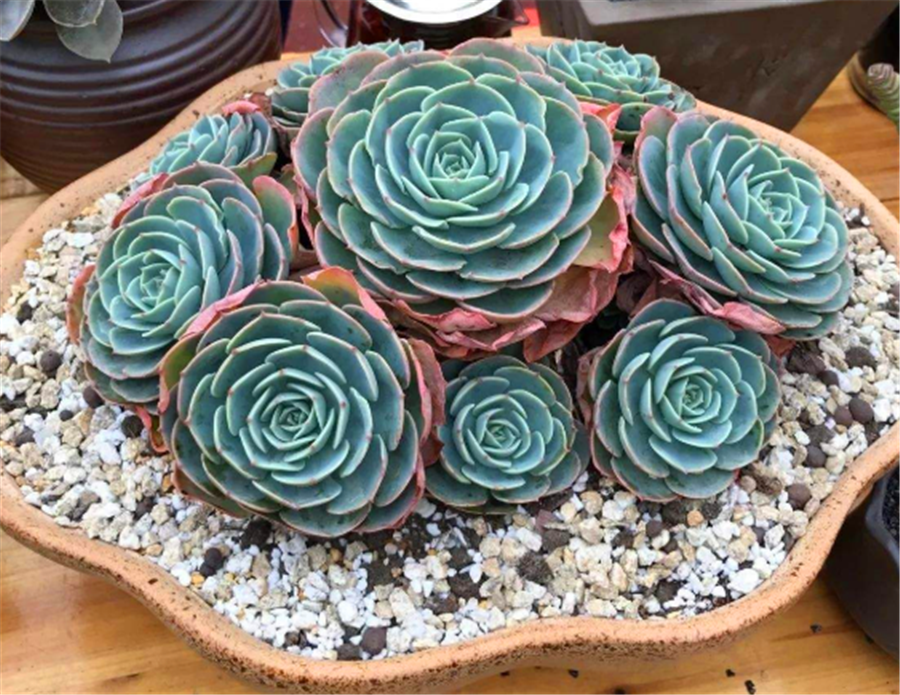 多肉中的"彩蝶仙子",养成老桩太惊艳,学会4个技巧,你也可以