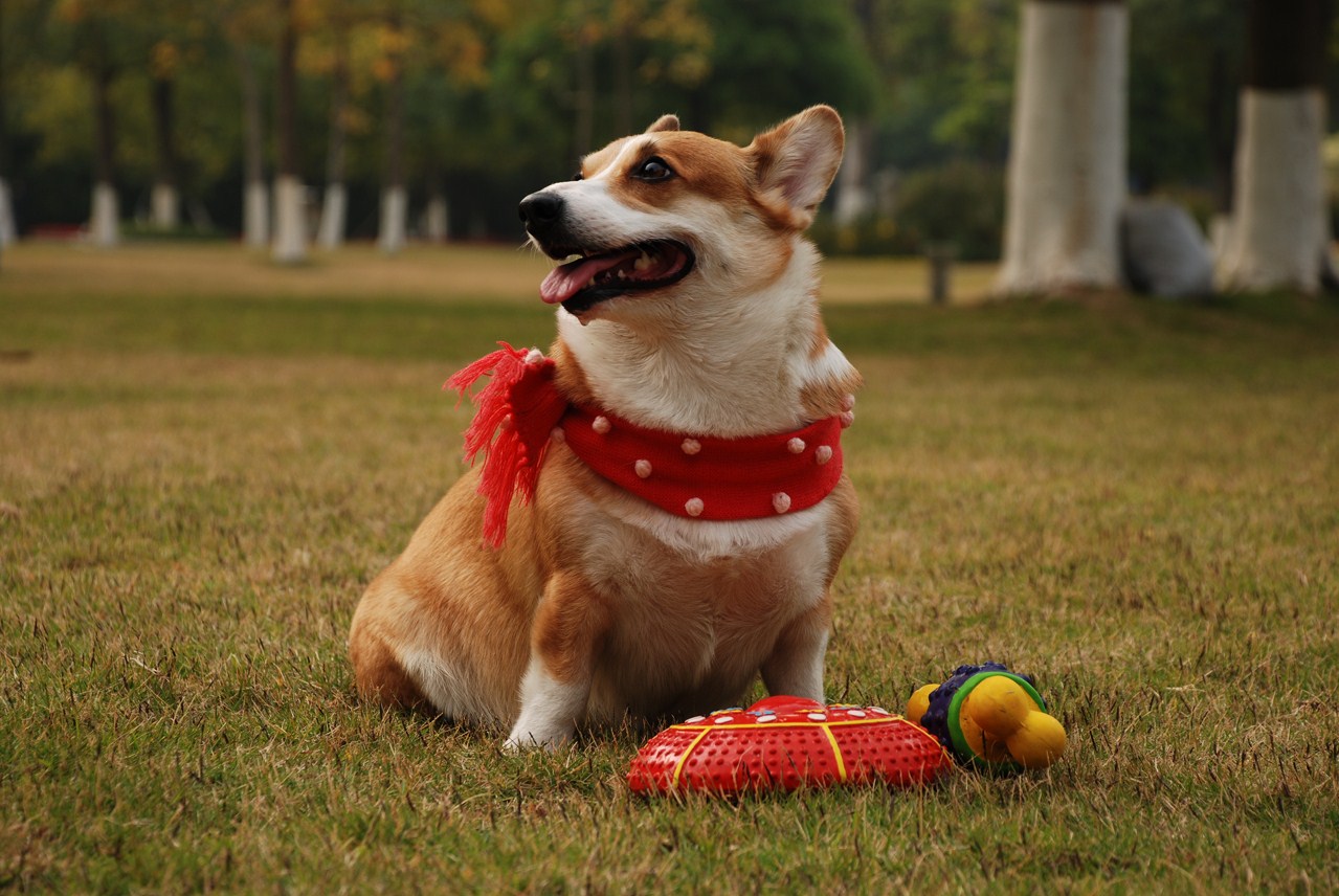 柯基犬图片大全壁纸图片