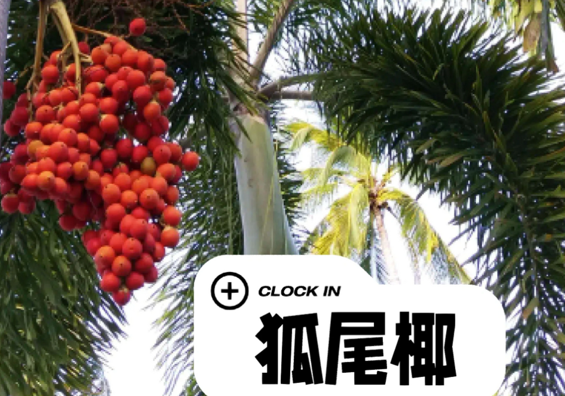 海南常见的狐尾椰,其果实是珍贵的文玩,被称为"千丝菩提".