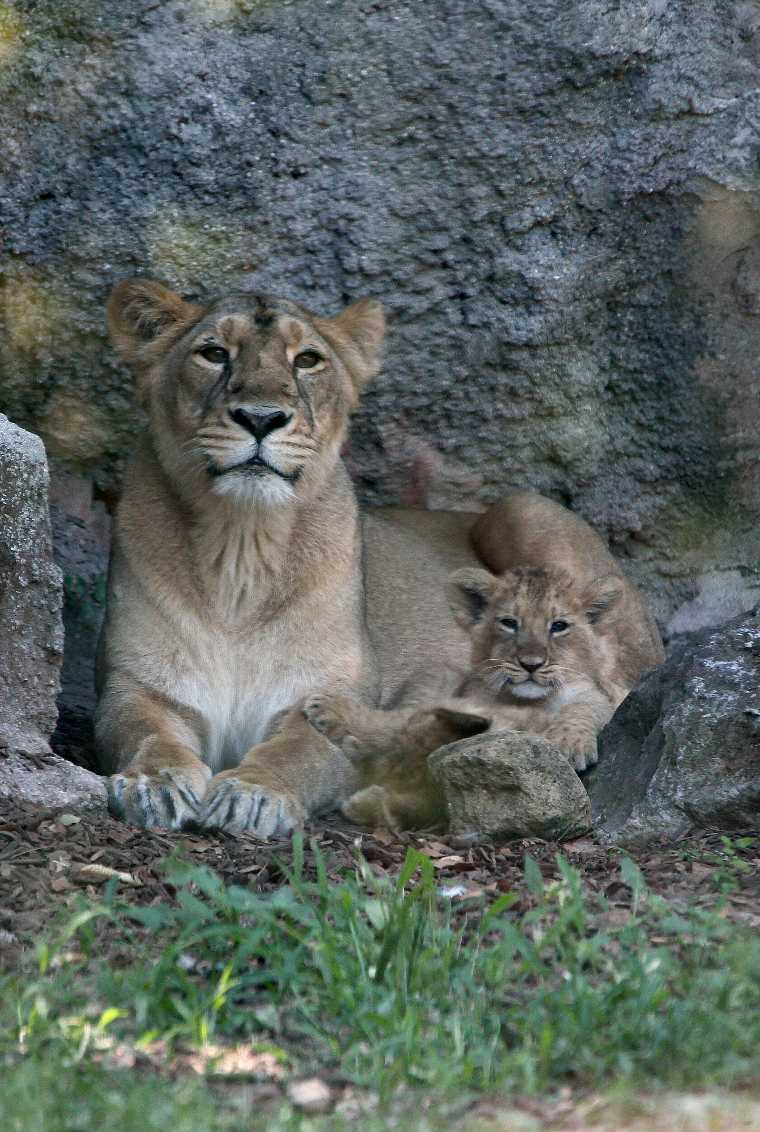 罗马动物园的亚洲狮宝宝