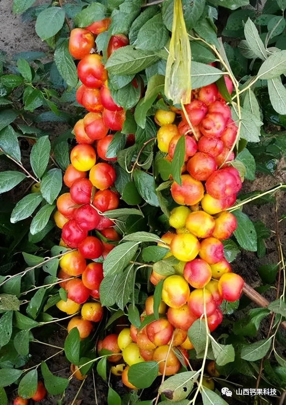 钙果小课堂钙果形态特征