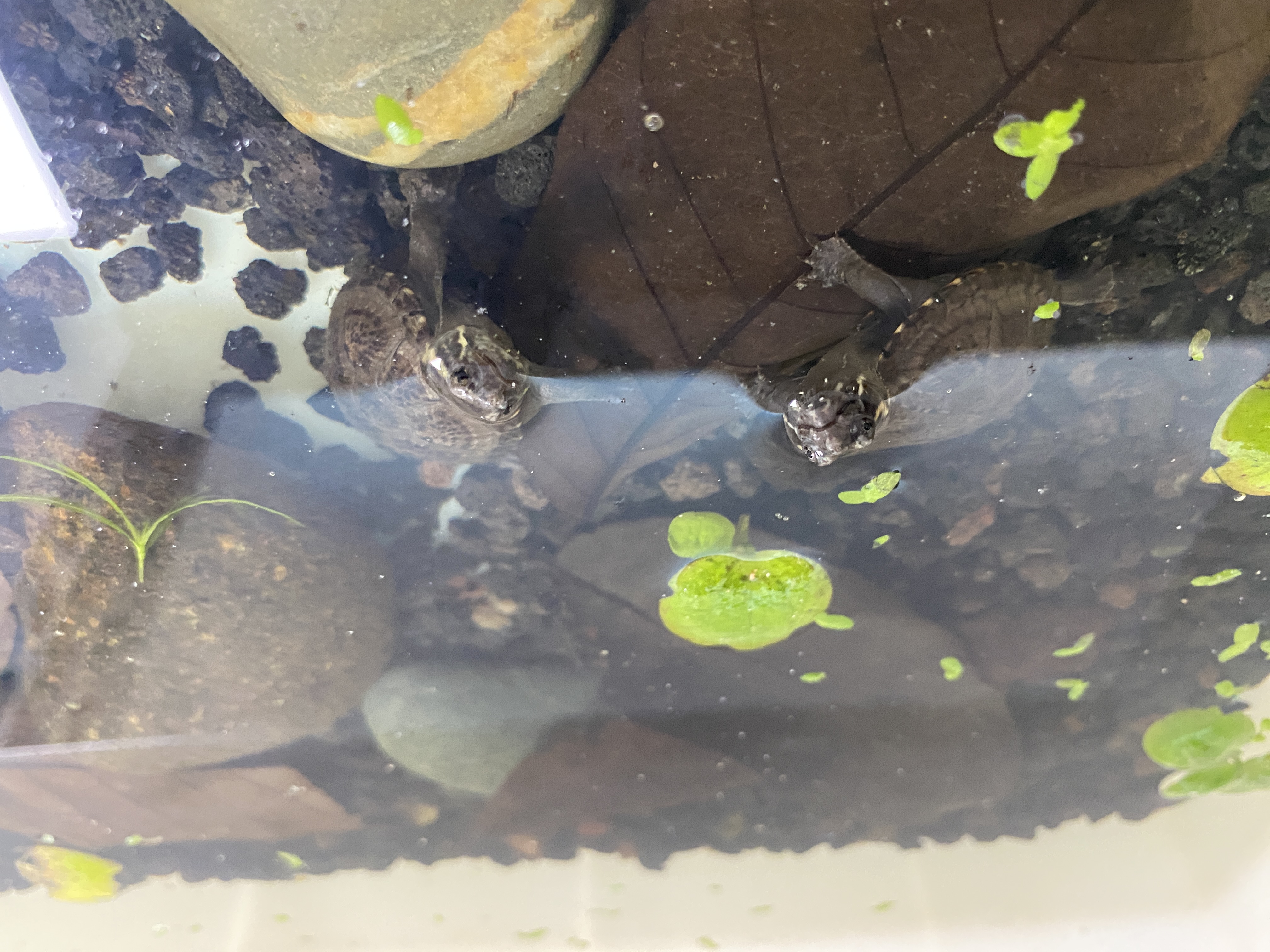 新手入门品种推荐——头盔泥龟篇