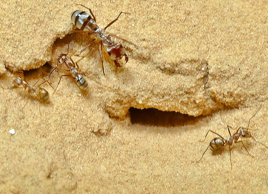撒哈拉沙漠独有的蚂蚁——银蚁与其他种类的蚂蚁有何不同?